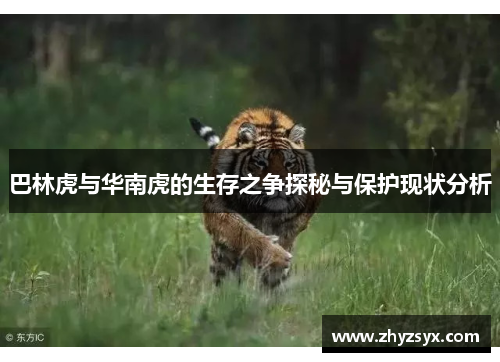 巴林虎与华南虎的生存之争探秘与保护现状分析